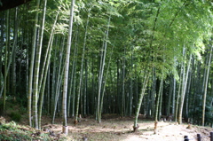 竹林にて