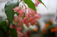 木立性ベゴニア・ディクラータ