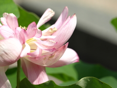 名古屋市農業センターにて　