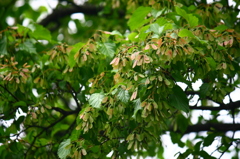 カラコギカエデ