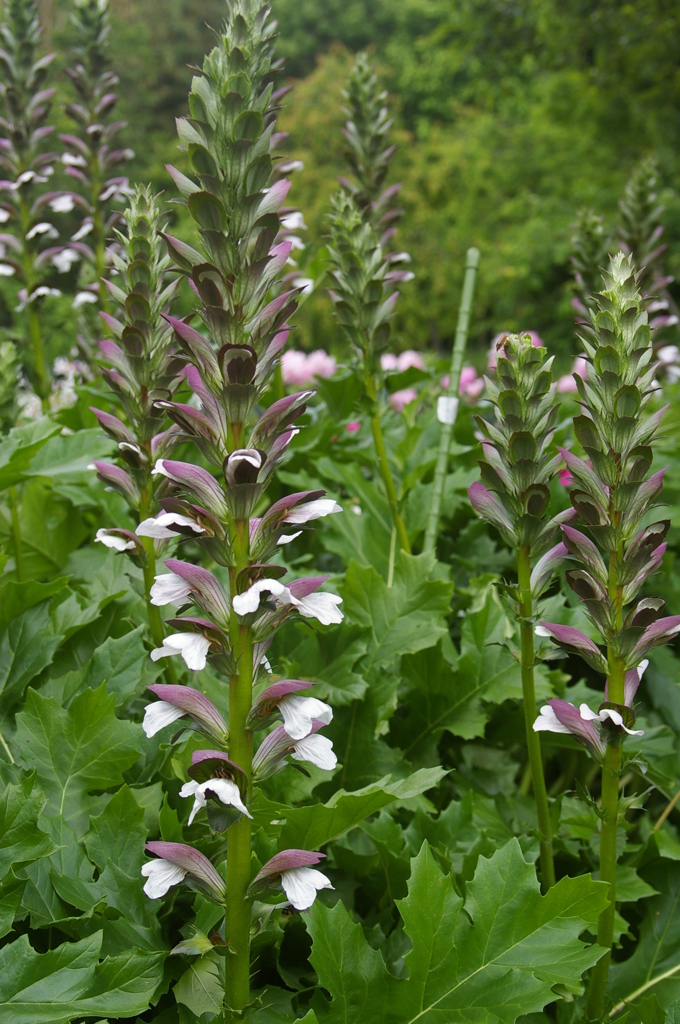 アカンサス・モリス