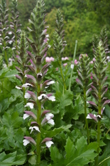 アカンサス・モリス