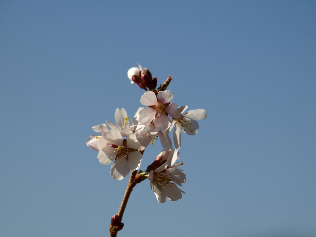 冬桜