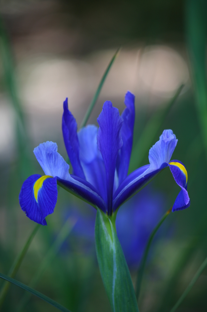 ダッチアイリス