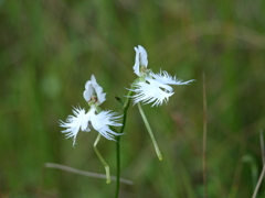仲良きことは美しき哉