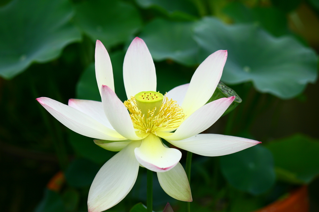 名古屋市農業センターにて　