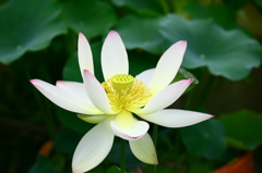 名古屋市農業センターにて　