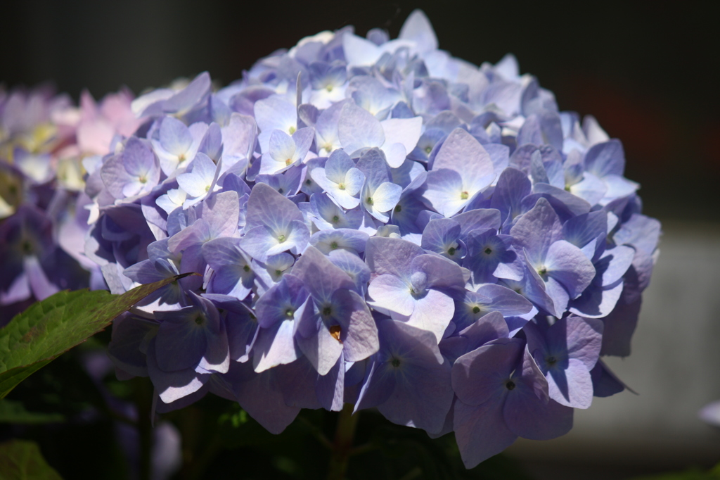 紫陽花