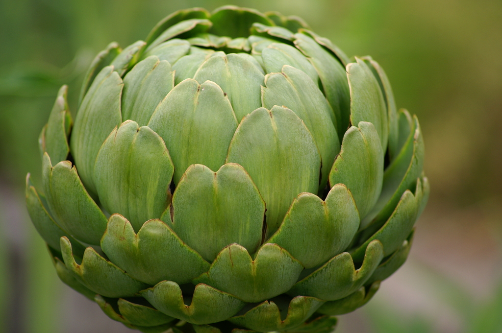 アーティチョーク