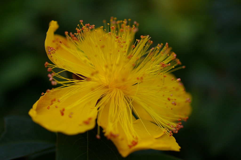 ヒペリカム・カリシナム