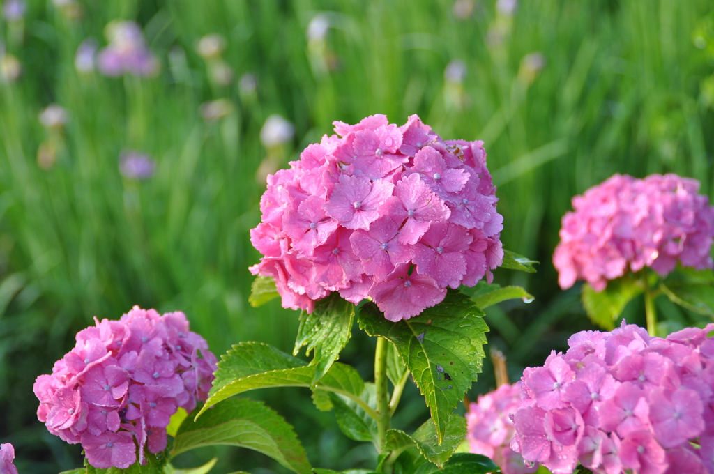 主役交代（花菖蒲から紫陽花へ）