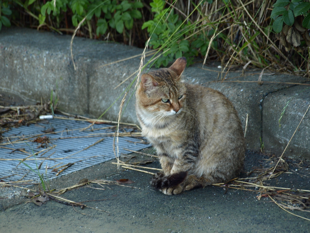 野良チャン