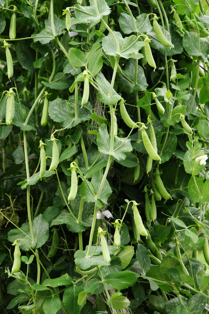 名古屋市農業センターにて　