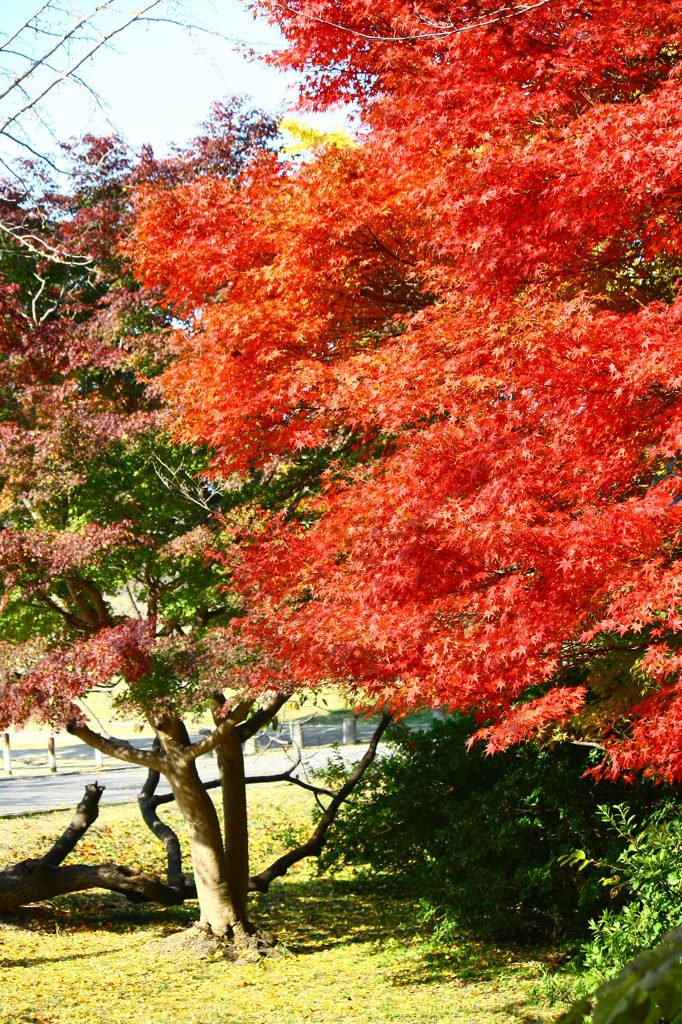 大高緑地公園にて