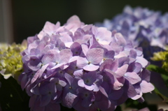 紫陽花