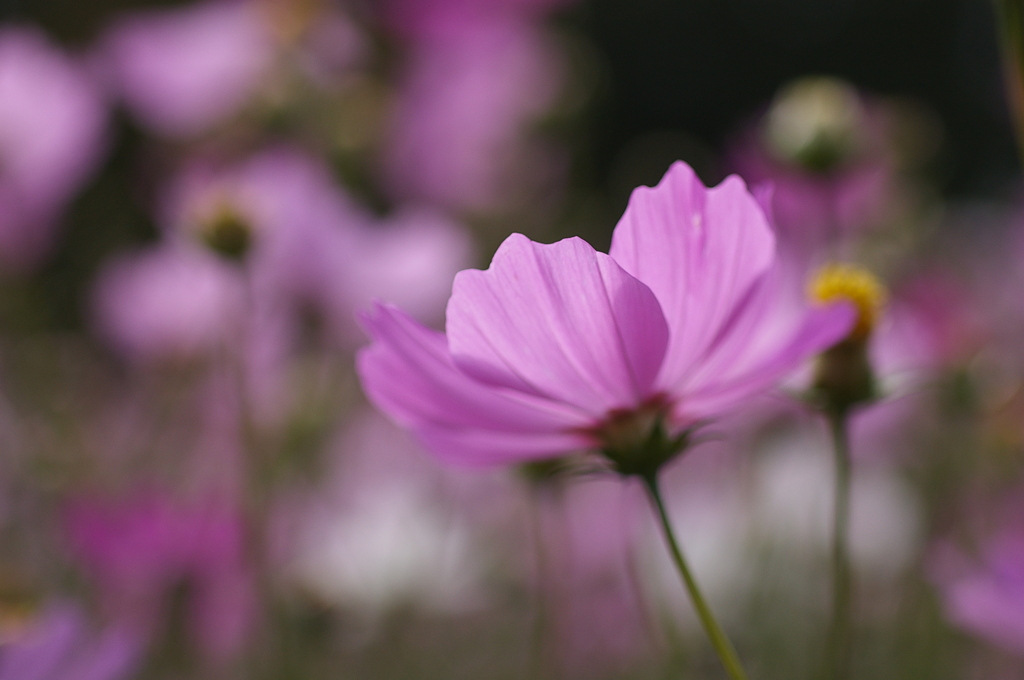 柔らかな日差しの中で