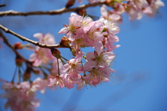支那実桜