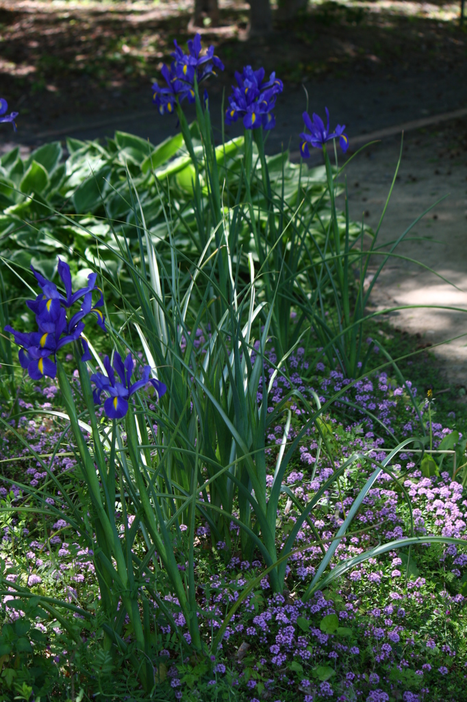 ダッチアイリス