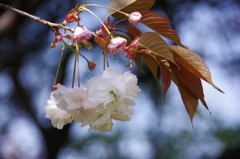 春の風に揺られて