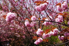 八重桜