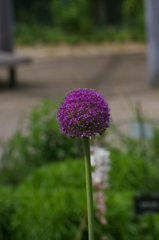 アリウム・ギガンテウム