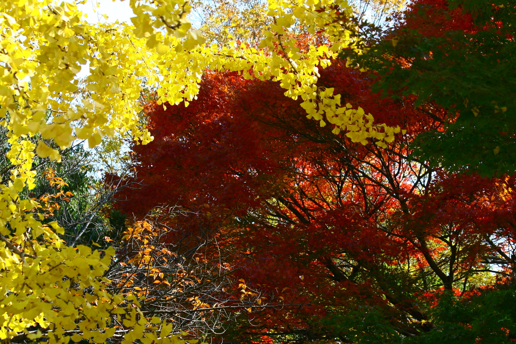 公孫樹ともみじ