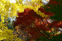 公孫樹ともみじ