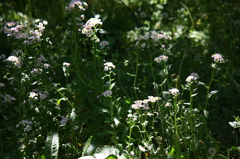 お日さまは平等よ＾＾