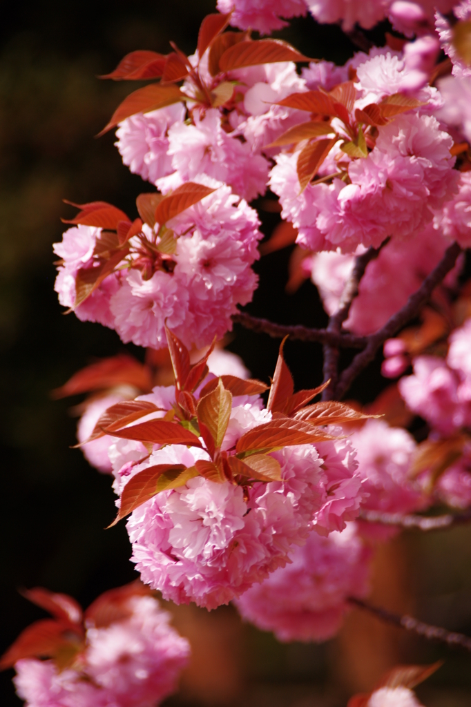 八重桜