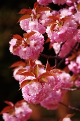 八重桜
