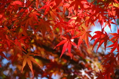 紅く燃えて＾＾