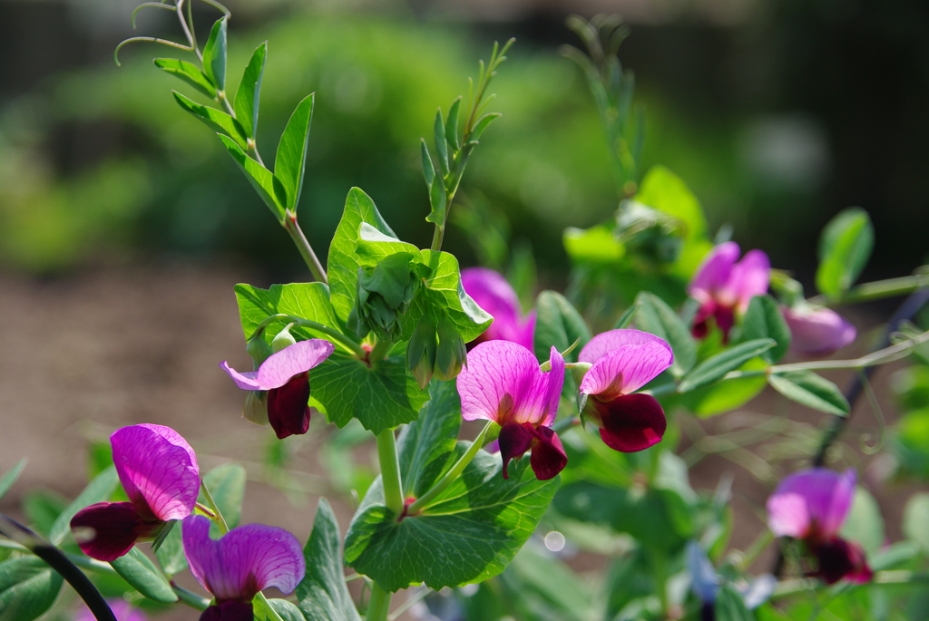 名古屋市農業センターにて　