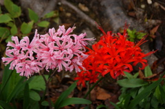 大高緑地公園にて