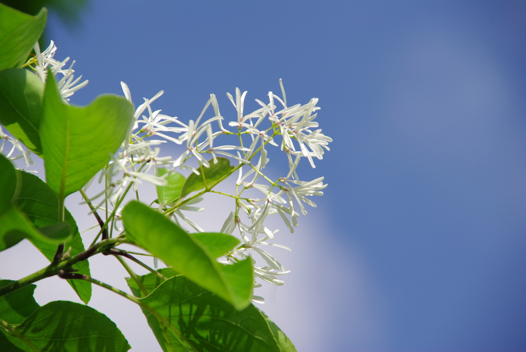 ナンジャモンジャ