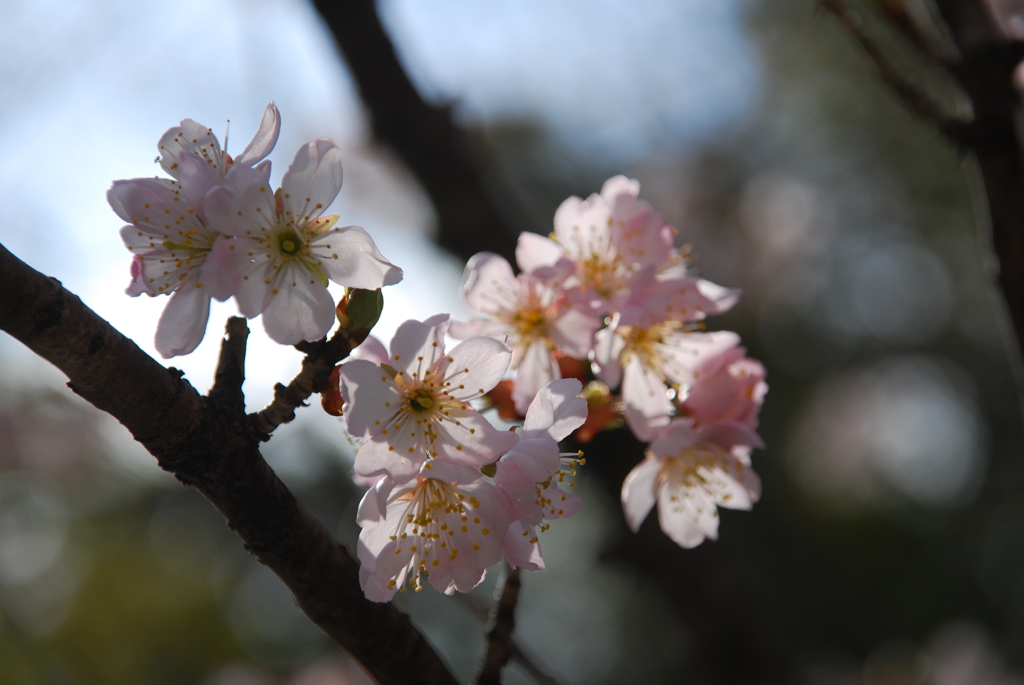 支那実桜
