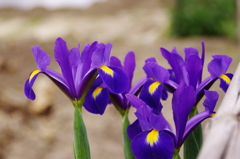 ダッチアイリス