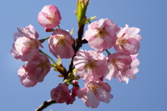 大寒桜