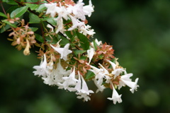 大高緑地公園にて　