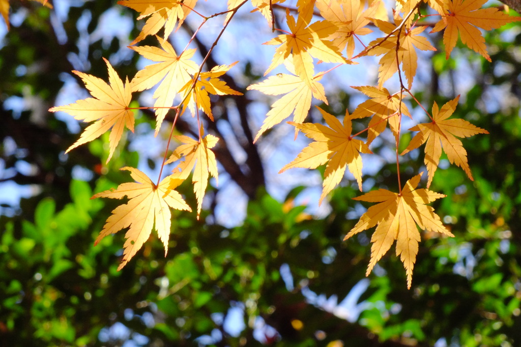 輝く紅葉