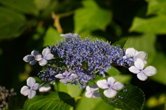 大高緑地公園にて　