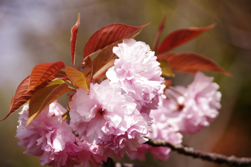 八重桜