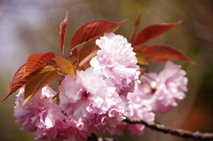 八重桜