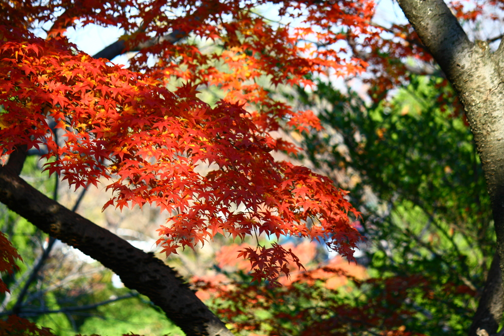 大高緑地公園にて