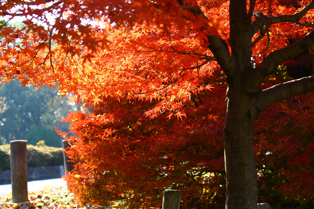 初頭の日差しに輝いて＾＾