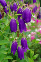 カンパニュラ・サラストロ