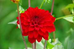 ギャラリーダリア