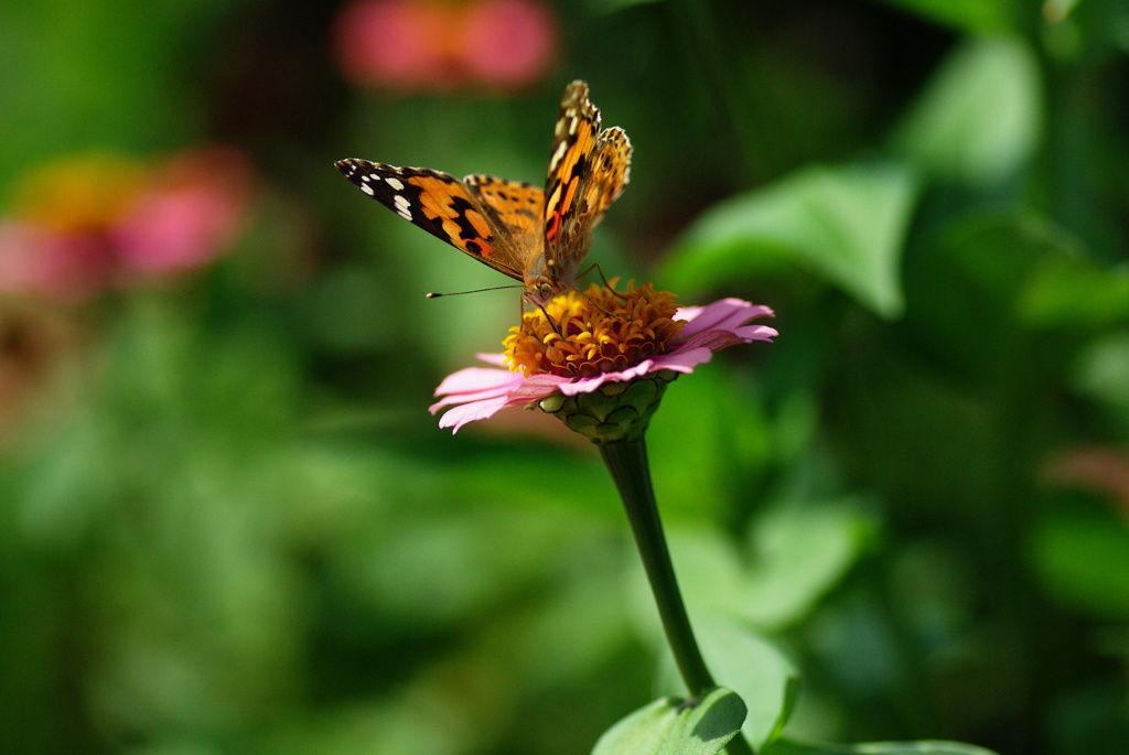 名古屋市農業センターにて　