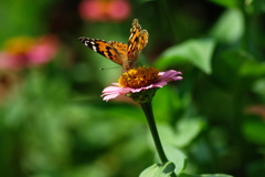 名古屋市農業センターにて　