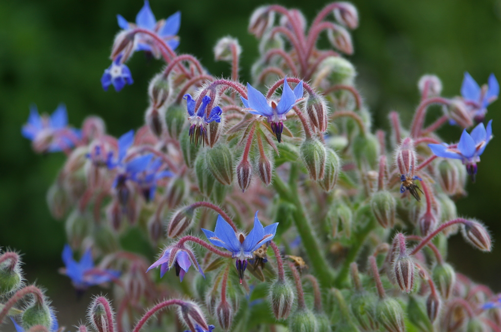 名古屋市農業センターにて　