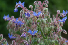 名古屋市農業センターにて　
